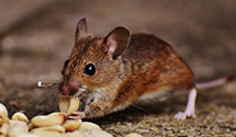 24 Hour & Emergency Exterminators in Bisti, NM